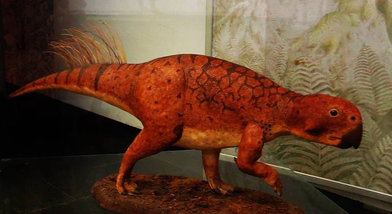 Model psittacosaura v Přírodovědném muzeu v Karlsruhe