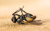 Mrtvé mouchy se patrně dají využít k výrobě biologicky rozložitelného plastu