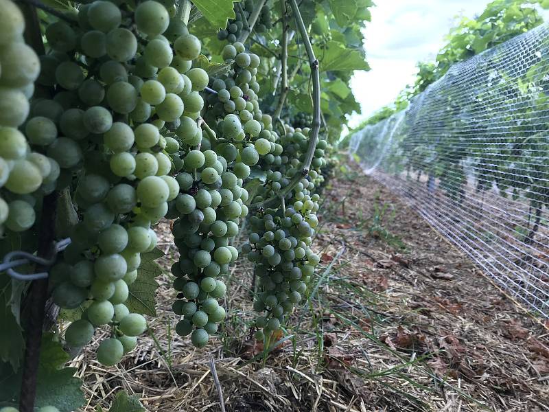 Plody vinohradu v Odrlicích. 26. srpna 2020