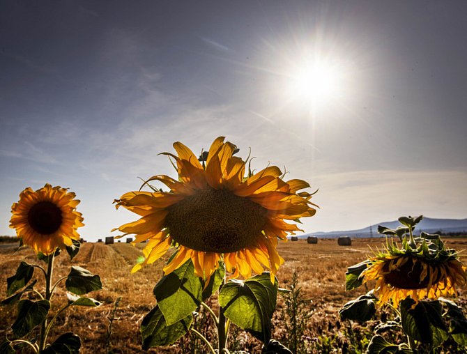 Žhnoucí letní slunce nad slunečnicovým polem - ilustrační foto