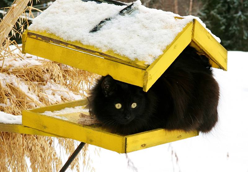 Při umísťování krmítka dbejte na to, aby se k ptačímu stolování nemohla připojit i kočka, kuna nebo lasička.