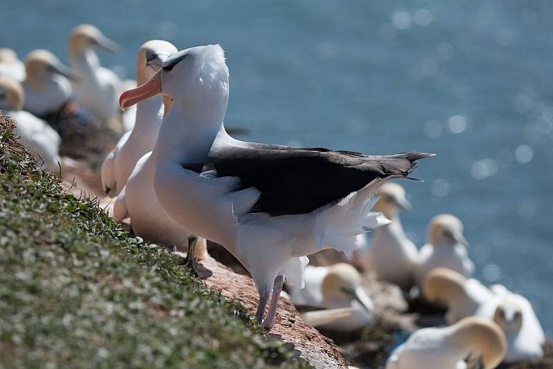 Albatrosi patří mezi nejvěrnější ptáky vůbec. Kvůli globálnímu oteplování ale přibývá případů, kdy se stabilní páry rozcházejí. Může to mít negativní vliv na další rozmnožování. Na snímku albatrosi černobrví.