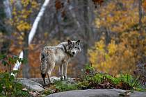 V krajním případě bude možné odstřelit na určených územích zákonem chráněného vlka