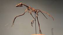 Model kostry archaeopteryxe v Akademii přírodních věd Drexelovy univerzity ve Philadelphii.