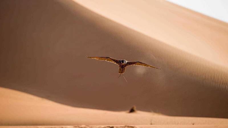 Bentley Bentayga Falconry.