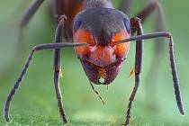 Mravenčí královny žijí dlouho a to i přesto, že mají vysoké reprodukční schopnosti.