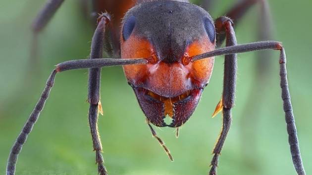 Mravenčí královny žijí dlouho a to i přesto, že mají vysoké reprodukční schopnosti.