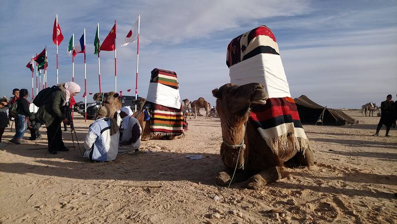 Tradiční velbloudi určené pro nevěsty. Některé svatby se ve městech jižního Tuniska bez těchto dávných korábů pouště neobejdou.