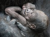 Novorozené mládě gorily nížinné západního poddruhu se tak stalo dalším pravnoučetem samice Colo, která je považovaná za nejstaršího jedince svého druhu na světě. Ilustrační foto.
