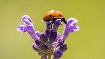 Dosud je popsáno přes milion druhů hmyzu. Odhaduje se však, že je to jen zlomek existujících druhů