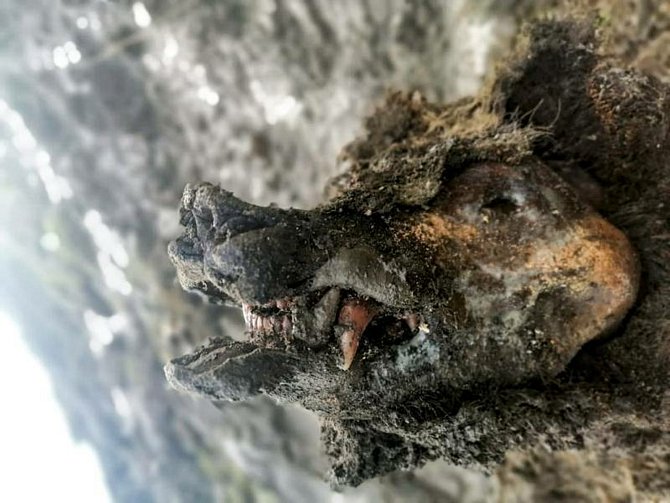 Zachovaná mumie medvěda jeskynního z doby ledové, nalezená na Sibiři.