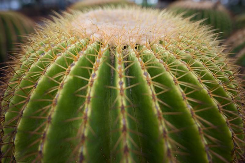 Kaktusy pocházejí z amerického kontinentu. V současné době rostou po celém světě, ale nejvíc jich najdete i nadále v Americe, hlavně v Mexiku, Argentině či Bolívii.