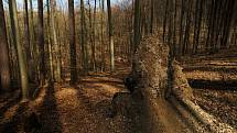 Až padesátimetrové modříny ve smíšeném lese u Habrůvky na Blanensku. Lokalita je určena pro výuku a výzkum, obhospodařuje ji Školní lesní podnik Masarykův les Křtiny.