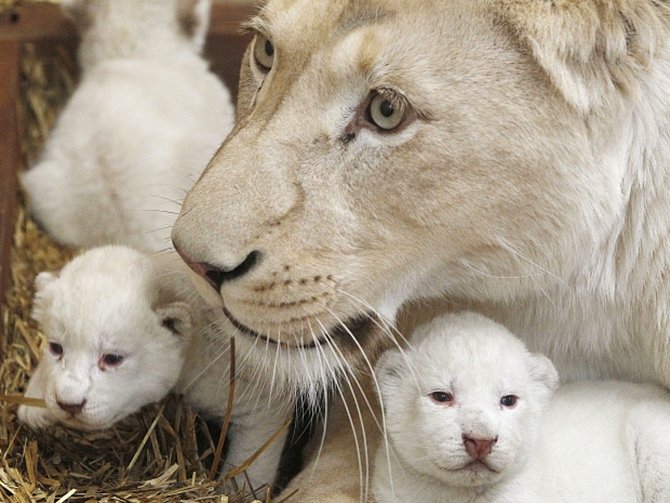 Tři vzácná bílá lvíčata přišla minulý týden na svět v zoologické zahradě ve městě Borysew v centrálním Polsku.
