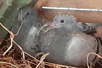 Holoubci jsou velmi chytří.