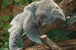 Koala spí denně déle než lidský novorozenec