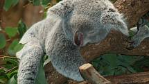 Koala spí denně déle než lidský novorozenec