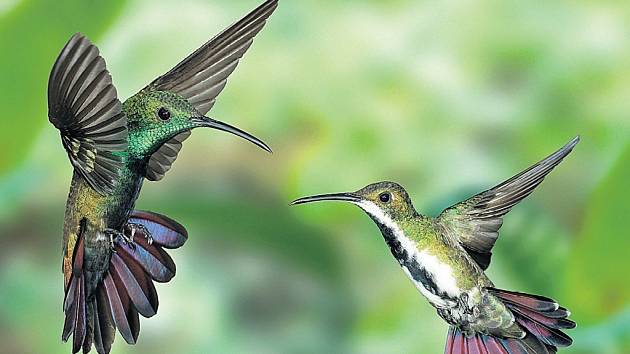 SYMBOL PESTROSTI. Kolibřík černohrdlý (Anthracothorax nigrocollis) a s ním tisíce dalších druhů živočichů a rostlin by mohli padnout za oběť změnám klimatu.