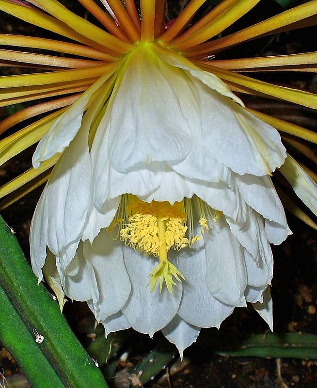 Kaktus Selenicereus pteranthus, přezdívaný "princezna noci". Jeho květy se někdy používají v homeopatii jako lék