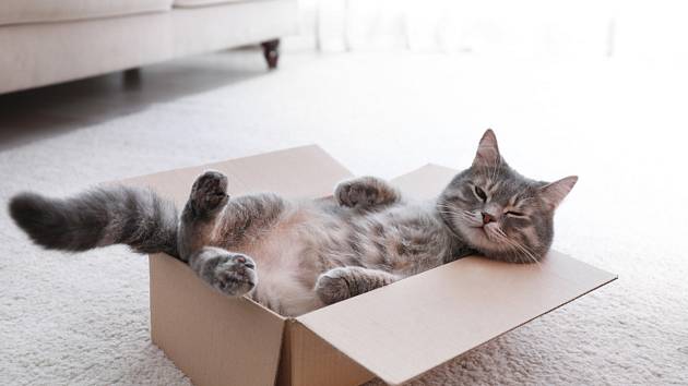 Ze staré krabice válecí lehátko pro kočku. Kočka ví, že nejen ona má devět životů - má ji spousta zdánlivě vysloužilých věcí kolem nás.