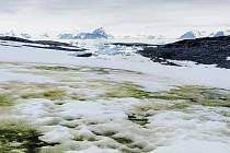 Některé oblasti Antarktidy pokryl "zelený sníh"