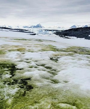 Některé oblasti Antarktidy pokryl "zelený sníh"