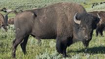 Yellowstone je místem, kde lze z blízkosti obdivovat mnohá divoká zvířata. Národní park je domovem bizonů