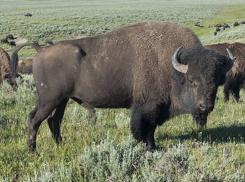 Yellowstone je místem, kde lze z blízkosti obdivovat mnohá divoká zvířata. Národní park je domovem bizonů