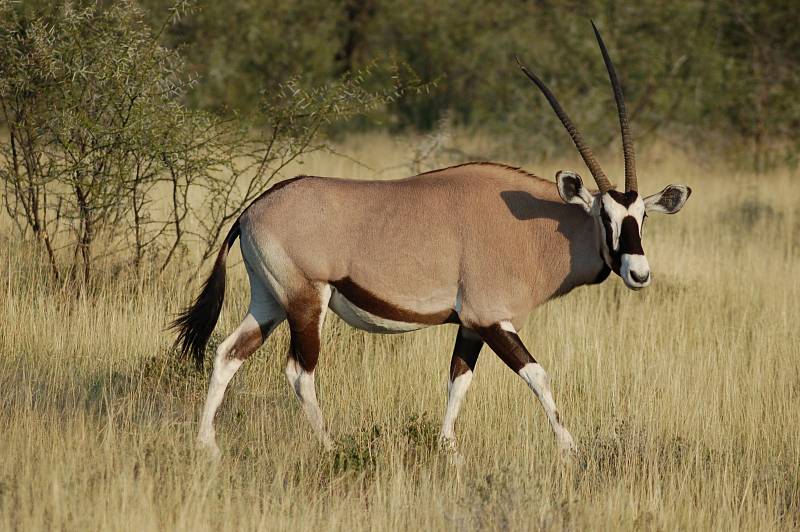 Oryx jihoafrický