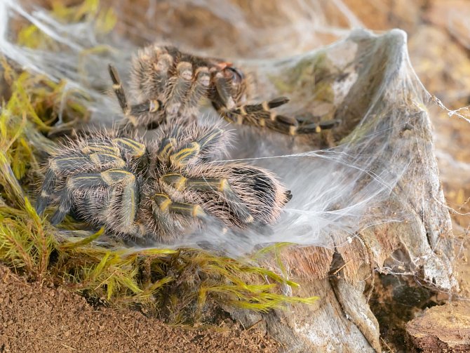 Odborníci se domnívají, že v brazilském deštném pralese nalezli nový druh houby, která napadá a živí se pavouky. Ilustrační foto.