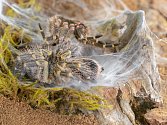 Odborníci se domnívají, že v brazilském deštném pralese nalezli nový druh houby, která napadá a živí se pavouky. Ilustrační foto.