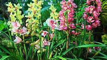 Orchidejí existuje přes 28 tisíc druhů a jsou rozšířené po celé planetě, nejvíce v tropech.