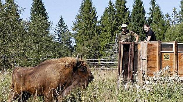 Dvouletá mláďata zubra evropského Princezna a Prokop pocházející z pražské zoo našla nový domov v národním parku Bieszczady na jihovýchodě Polska. 