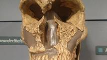 Nalezená lebka neandertálce
