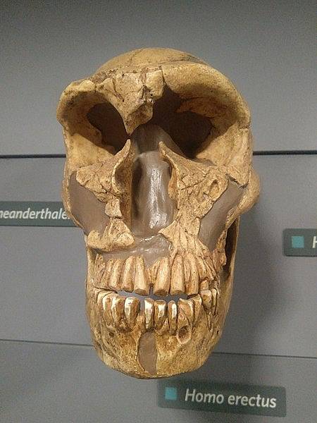 Nalezená lebka neandertálce