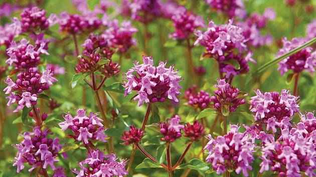 Mateřídouška je charakteristická růžovými nebo purpurovými květy, které silně voní.