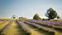 V levandulovém ráji v Bezděkově na Šumpersku si budete připadat jako ve francouzské Provence.