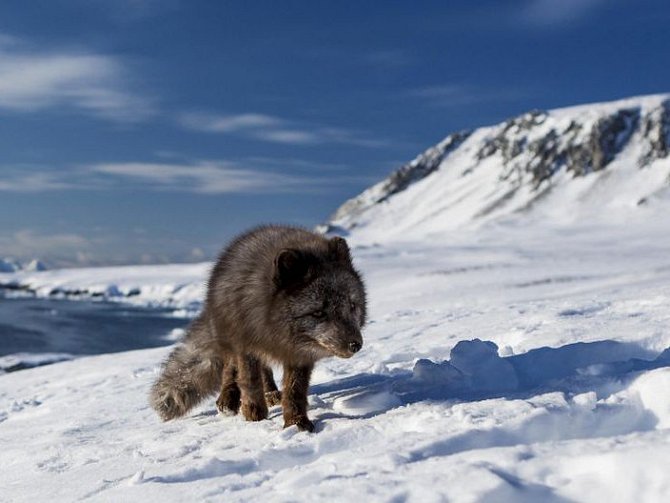 Polární liška předvedla ještě zdatnější chodecký výkon než legendární kolie Lassie