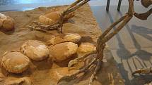 Oviraptoří fosilie s vejci v Královském belgickém ústavu přírodních věd