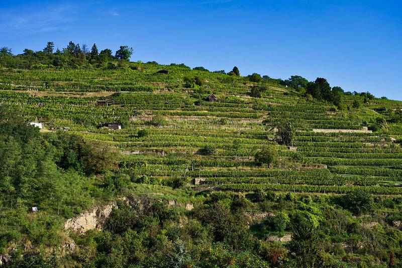 Typické odrůdy? Veltlínské zelené a pak ryzlinky. Vinice na terasách umožňují bobulím hroznů správně vyzrát a vínu dodávají speciální mineralitu. Vinařská turistika v údolí Dunaje. Světově známá oblast Wachau.