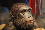 Některé vyhynulé hominidy známe. Třeba druh Sahelanthropus tchadensis, který žil ve střední Africe na území dnešního Čadu. Existoval ale i jiný. Neznámý, tajemný...