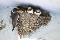 Ptačí hnízda jsou velmi krásná, bohužel sebou často přinášejí znečištění fasády domu ptačím trusem. 