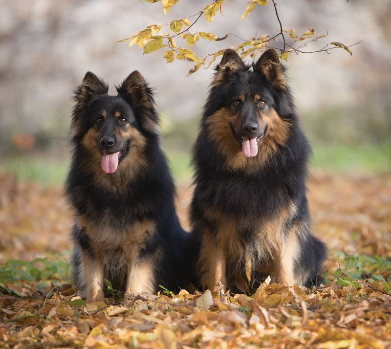 Chodský pes je české národní plemeno