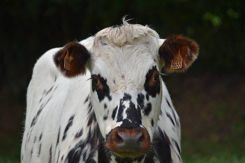 Normandský skot. Mezi chovateli je ceněn pro velkou dojivost. Denně dává kráva i 35 litrů mléka