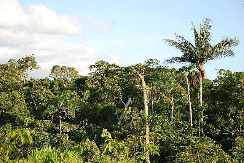 Pod hustým lesem se objevila skrytá rozsáhlá síť sídel, představující typ urbanismu s nízkou hustotou, první svého druhu nalezený v tropických nížinách Jižní Ameriky