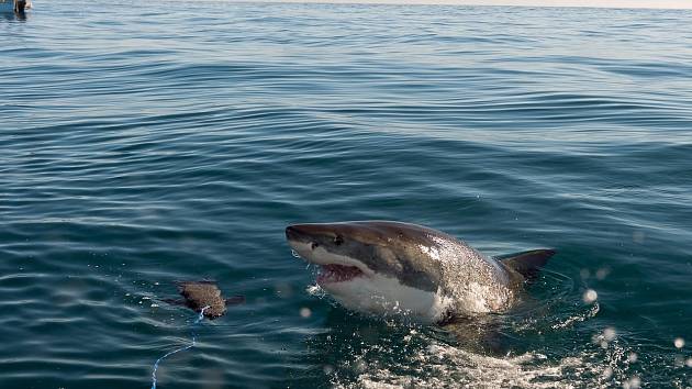 Útok žraloka, ilustrační foto.