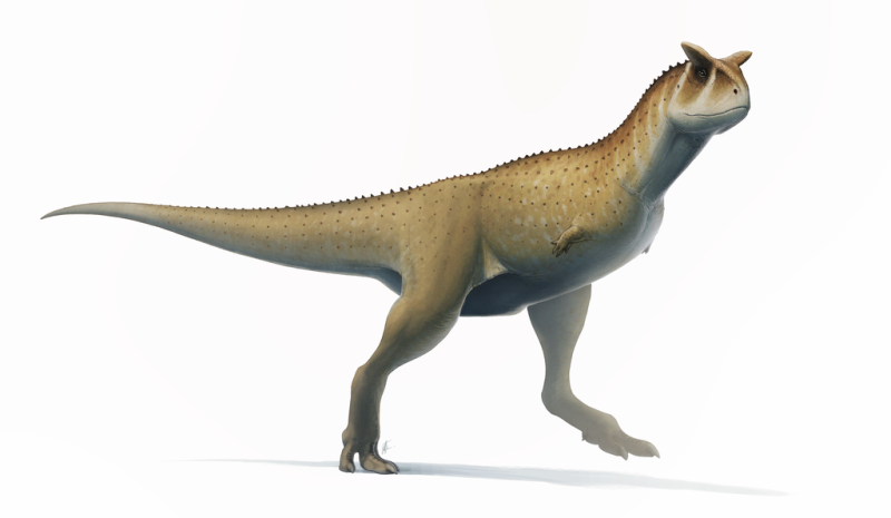 Mezi teropody, tedy tříprsté masožravé dinosaury, patřil i Carnotaurus.