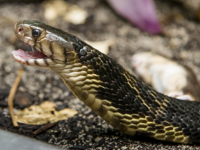 Kobra černá se vyznačuje agresivním chováním, při útoku je velmi rychlá, její jed napadá nervovou soustavu oběti.
