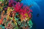 Korálové útesy v Indonésii.