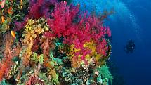 Korálové útesy v Indonésii.